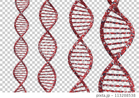DNAの二重螺旋のイメージ 113208538