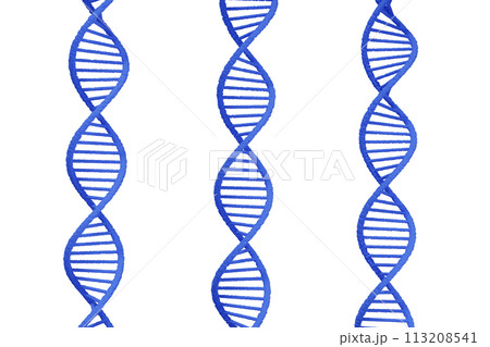 DNAの二重螺旋のイメージ 113208541