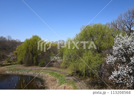 ソウルの森公園・自然生体の森エリアの風景【ソウル城東区】 ソウルの森公園・自然生体の森エリアの風景【ソウル城東区】 113208568