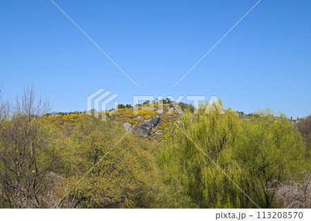 ソウルの森公園から見た鷹峰山（春）【ソウル特別市城東区】 113208570