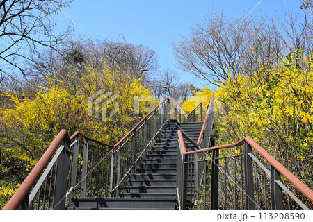 レンギョウの花と月見公園遊歩道【ソウル特別市城東区】 レンギョウの花と月見公園遊歩道【ソウル特別市城東区】 113208590