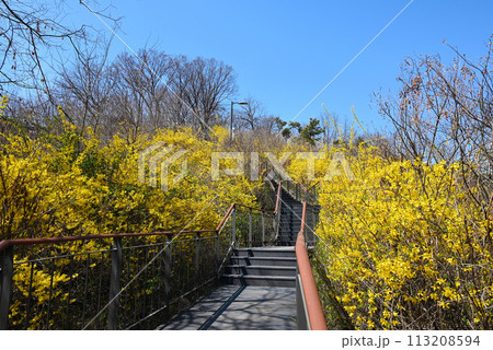 レンギョウの花と月見公園遊歩道【ソウル特別市城東区】 レンギョウの花と月見公園遊歩道【ソウル特別市城東区】 113208594