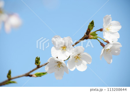 桜の花クローズアップ 113208644
