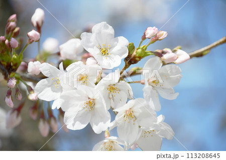 桜の花クローズアップ 桜の花クローズアップ 113208645