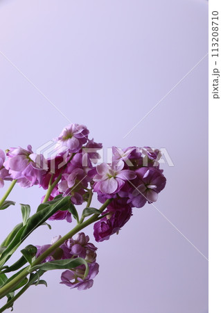 ストックの花 113208710