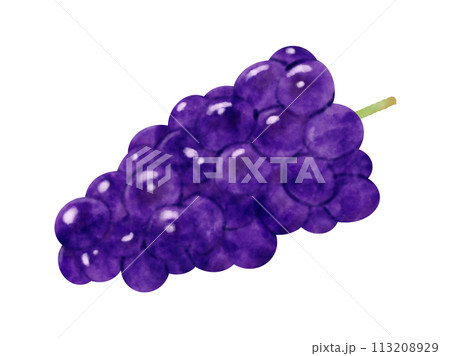 水彩で描いたぶどうのイラストのイラスト素材 [113208929] - PIXTA