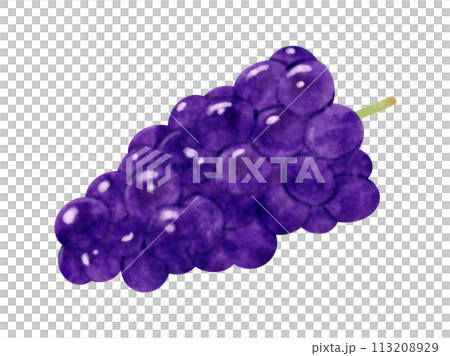 水彩で描いたぶどうのイラストのイラスト素材 [113208929] - PIXTA