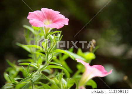 妖精の様に優しく柔らかい雰囲気のベチュニア 113209113