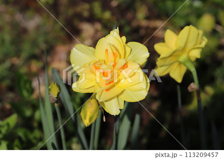 春の庭に咲く黄色い八重咲きのスイセンの花 113209457