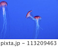 アカクラゲ 113209463
