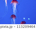 アカクラゲ 113209464