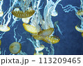 クラゲ 113209465
