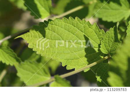 Blue mist spiraea 113209783