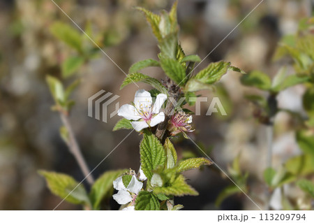 Nanking cherry 113209794
