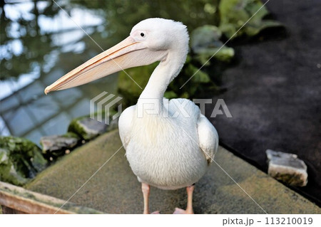 水辺のモモイロペリカン 113210019