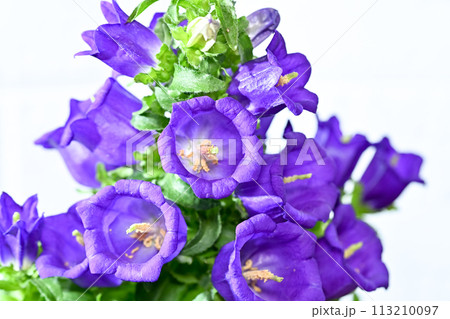 カンパニュラ・メディウム 113210097