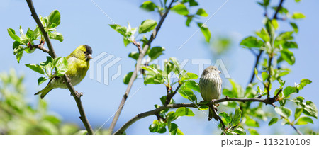 Little birds sitting on branch of tree. Male and female the Eurasian Siskin Little birds sitting on branch of tree. Male and female the Eurasian Siskin 113210109