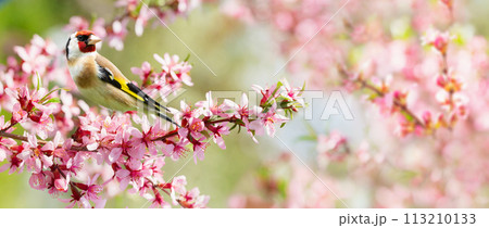 Bird perching on a branch with pink flowers of blossom almond tree. The European Goldfinch. Spring background Bird perching on a branch with pink flowers of blossom almond tree. The European Goldfinch. Spring background 113210133