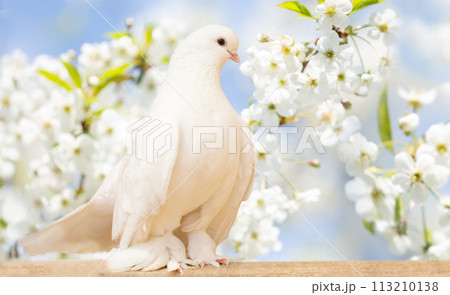 White dove perching on wooden board against blooming cherry tree White dove perching on wooden board against blooming cherry tree 113210138