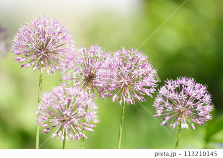 blooming purple allium flowers or giant onion in a garden 113210145