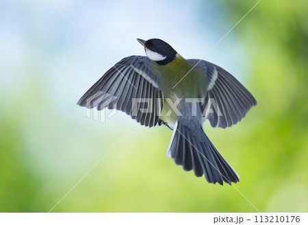 Bird flying on colorful background. The great tit (Parus major) 113210176