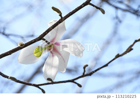 コブシ（辛夷）の白い花 113210225