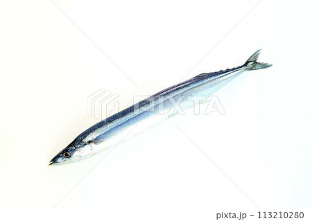 サンマ 秋刀魚 さんま サンマ 秋刀魚 さんま 113210280