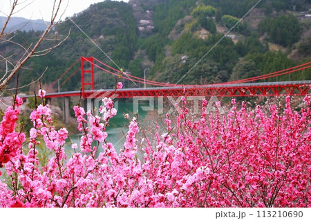 大渡ダムの花桃 113210690