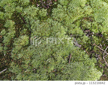 苔むした林床のイメージ 苔むした林床のイメージ 113210842