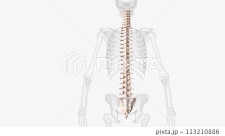 The vertebral column is a series of approximately 33 bones called vertebrae, which are separated by intervertebral discs 113210886