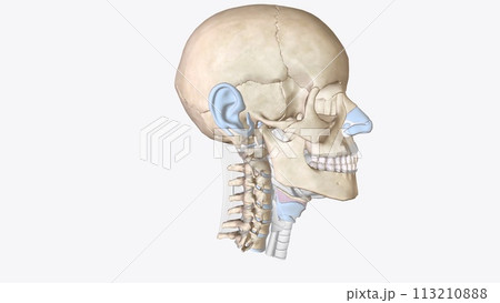 Cartilage is an important structural component of the body. It is a firm tissue but is softer and much more flexible than bone 113210888