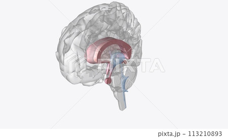The central nervous system is the brain and spinal cord, while the peripheral nervous system consists of everything else 113210893