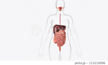 The digestive system breaks down the food we eat into tiny parts to give us fuel and the nutrients we need to live 113210896