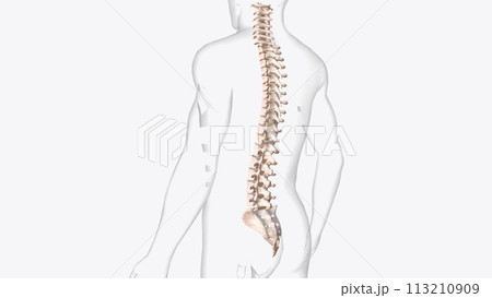 The vertebral column is a series of approximately 33 bones called vertebrae, which are separated by intervertebral discs The vertebral column is a series of approximately 33 bones called vertebrae, which are separated by intervertebral discs 113210909