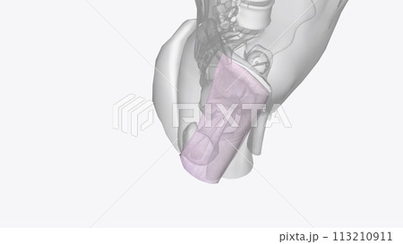 The iliotibial tract is a thickened band of deep fascia that runs down the lateral surface of the thigh 113210911