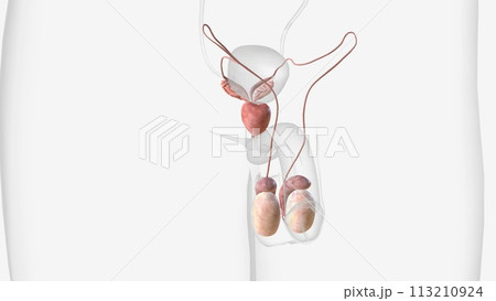 The external organs include the penis, scrotum and testicles. Internal organs include the vas deferens, prostate and urethra The external organs include the penis, scrotum and testicles. Internal organs include the vas deferens, prostate and urethra 113210924