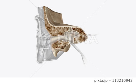 Ear Coronal Cross Section of Bones of head Ear Coronal Cross Section of Bones of head 113210942