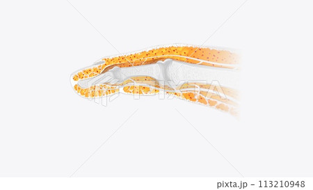 Fingernail Cross Section of Tissue 113210948