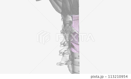 Ligaments of the head and neck Ligaments of the head and neck 113210954