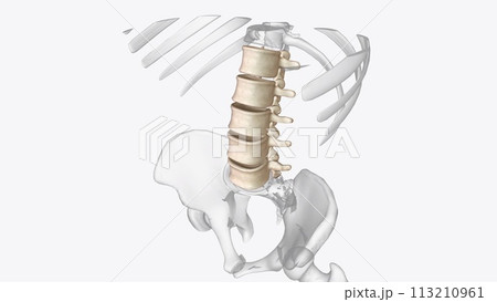 The lumbar vertebrae are, in human anatomy, the five vertebrae between the rib cage and the pelvis The lumbar vertebrae are, in human anatomy, the five vertebrae between the rib cage and the pelvis 113210961