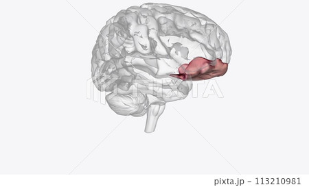The right inferior frontal gyrus (rIFG) is considered a key node for the inhibition of premature or no longer appropriate motor responses 113210981