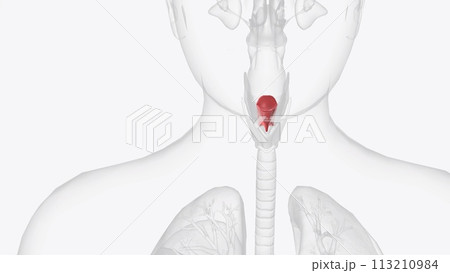 The epiglottis is a flap of tissue that sits beneath the tongue at the back of the throat The epiglottis is a flap of tissue that sits beneath the tongue at the back of the throat 113210984