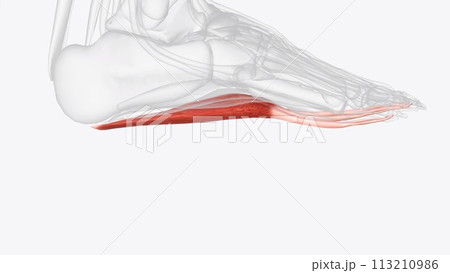 Flexor Digitorum Brevis is the central muscle of the superficial layer of the plantar foot muscles Flexor Digitorum Brevis is the central muscle of the superficial layer of the plantar foot muscles 113210986