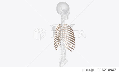 The rib cage consists of 24 ribs , which are...のイラスト素材 [113210987] - PIXTA