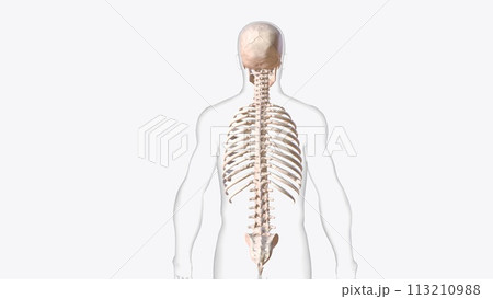 axial skeleton is made up of the 80 bones within the central core of your body axial skeleton is made up of the 80 bones within the central core of your body 113210988