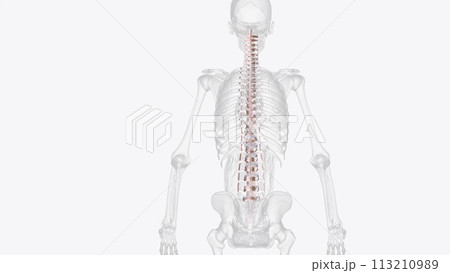 Connective tissue of vertebral column Connective tissue of vertebral column 113210989