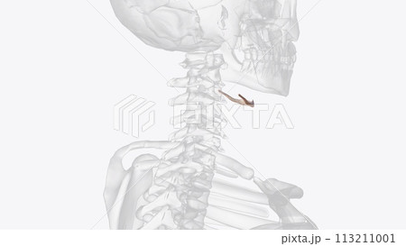 The hyoid bone is an intermediary between the skull and postcranial skeleton 113211001