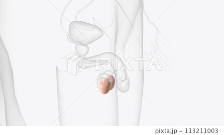 The testes are 2 small organs that are found inside the scrotum 113211003