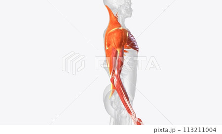 Muscles of right upper limb 113211004