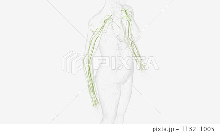 Lymphatics of upper limb Lymphatics of upper limb 113211005